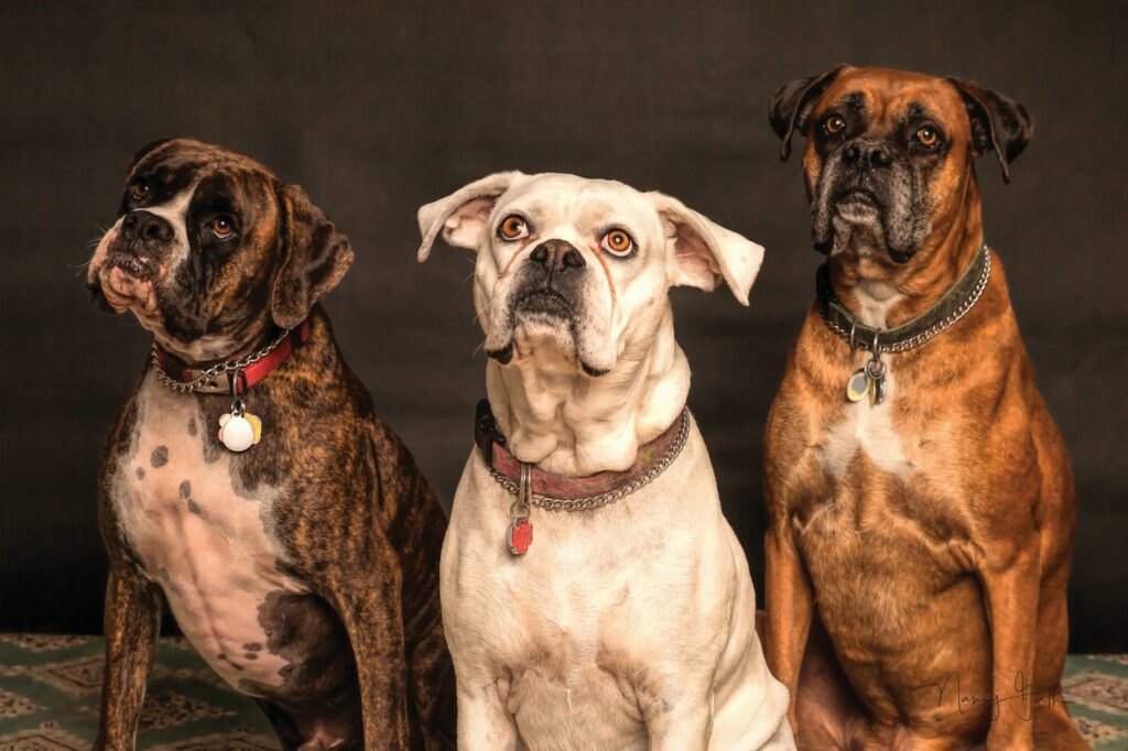 Poznaj 3 najpopularniejsze rasy psów!