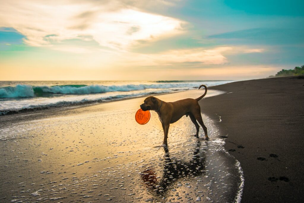 Na jakie plaże można przyjść z psem?